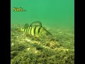 just kidding :D #underwatervideo #scubadiving #fish #fishworld #osmoaction4