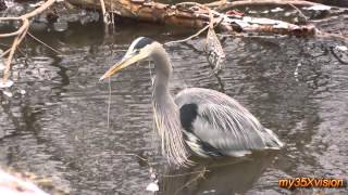 My Friend Great Blue Heron ( in HD )