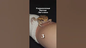 Ночные животные острова Самуи