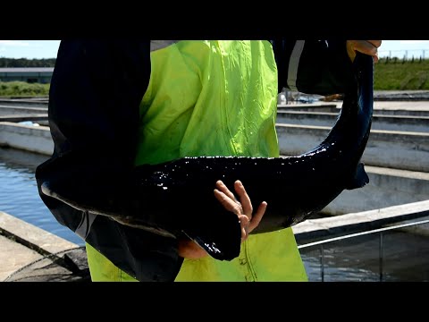 Video: Kaip Virti Coho žuvį