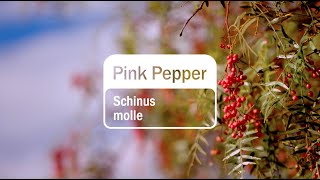 pink-pepper-5ml-large-1720x1350-eu.png