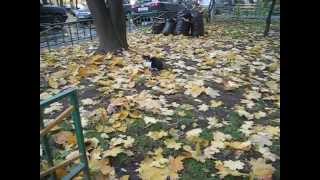 Черно белый кот в листве Черно белый кот в листве