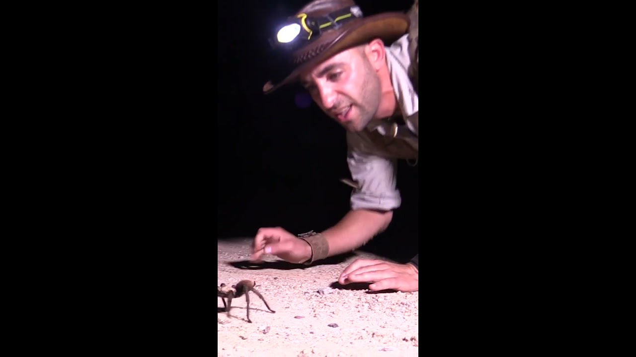 WILL IT BITE Holding Huge Spider 