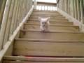 chihuahua puppy trips down steps