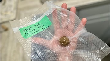 Crafting a Perfect Temple Ball: Homegrown Hash Magic! 🌿 #BubbleHash #TempleBall