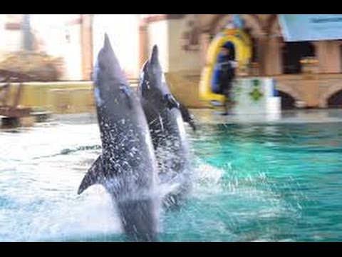 67 Gambar Animasi Ikan Lumba-lumba Bergerak Gratis Terbaik