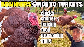 EVERYTHING You Need To Raise Turkeys