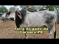 FEIRA DO GADO DE CARUARU PE TERÇA FEIRA 10/11/2020 LUIZ PINTO