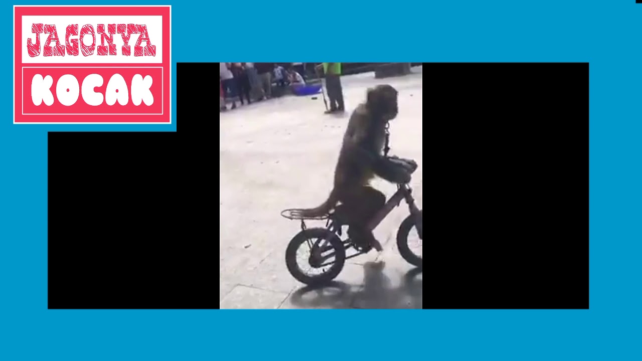 Kocak Monyet Naik Sepeda Onthel Youtube