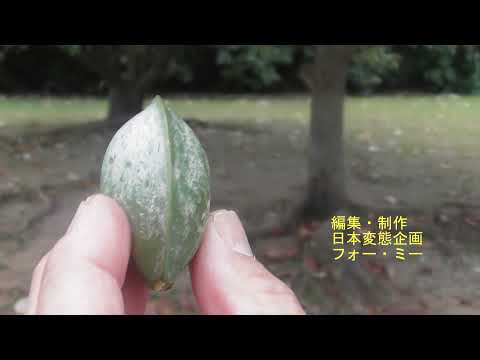 ひとつき漫湖公園⑨モモタマナ