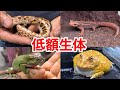 １００匹以上のペットを飼育する家の最も安かった生き物トップ１０