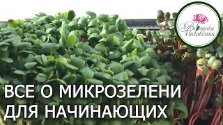 МИКРОЗЕЛЕНЬ В ДОМАШНИХ УСЛОВИЯХ