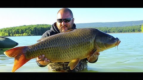 Carpfishing - Prologic - That