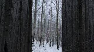Осиновая роща