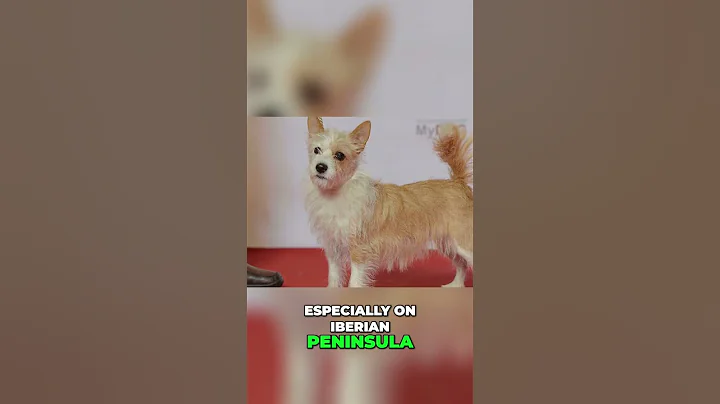 The Podenco Journey: From Ancient Egypt to Iberia