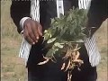 Healing Power of Plant 1