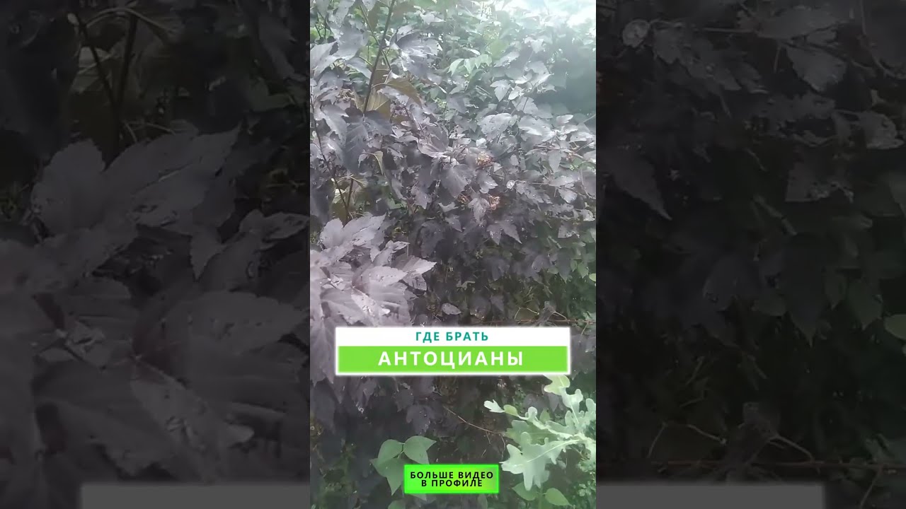 онлайн школа мудрости трав Юрия Курского живые витаминные комплексы антистарин БАДы