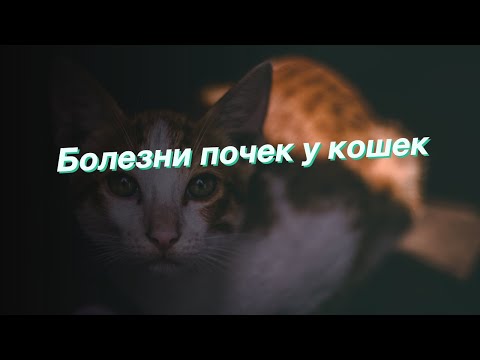 Болезни почек у кошек
