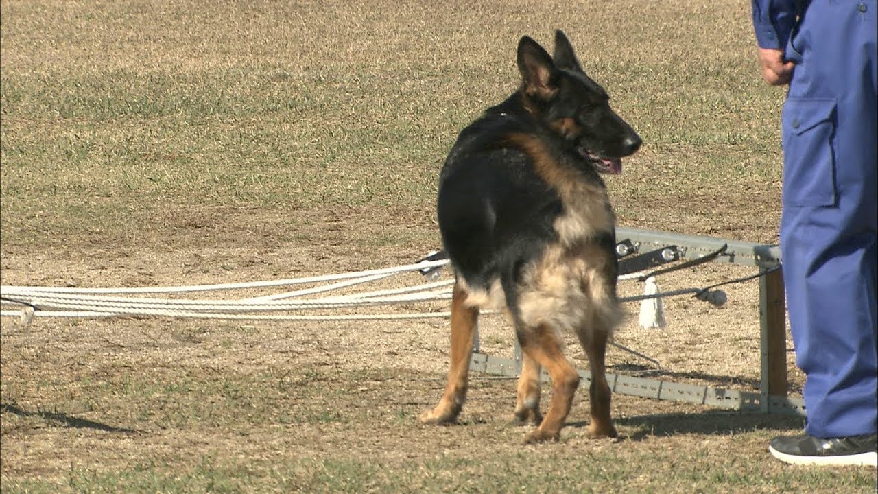 練習の成果を発揮できるかな 新米犬が初参加 嘱託警察犬の競技会 岡山 Ksbニュース Ksb瀬戸内海放送