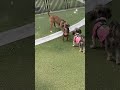 Puppy party—subscribe! 🐶 #nycdogs #dogpark #fypシ #dogwalker #dog #pitbull #cockerspani #dashound