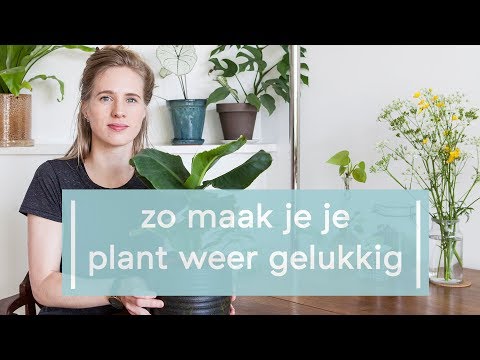 Video: Hoe Om Te Gaan Met Witte Bloei Op Kamerplanten