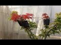獅子頭もみじの取り木方法