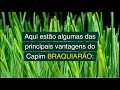 Capim Braquiarão: O aliado perfeito para pequenos e grandes fazendeiros!!