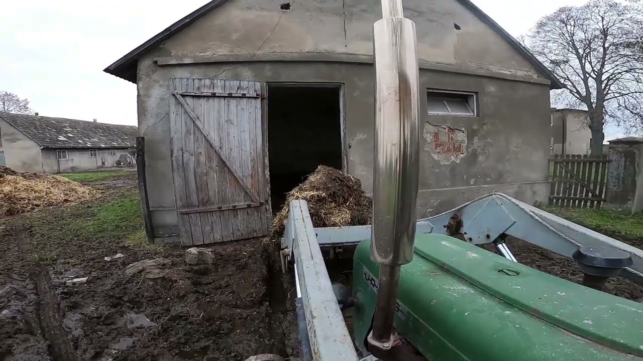 Wyrzucanie obornika od bydła || Ursus C-330 w akcji