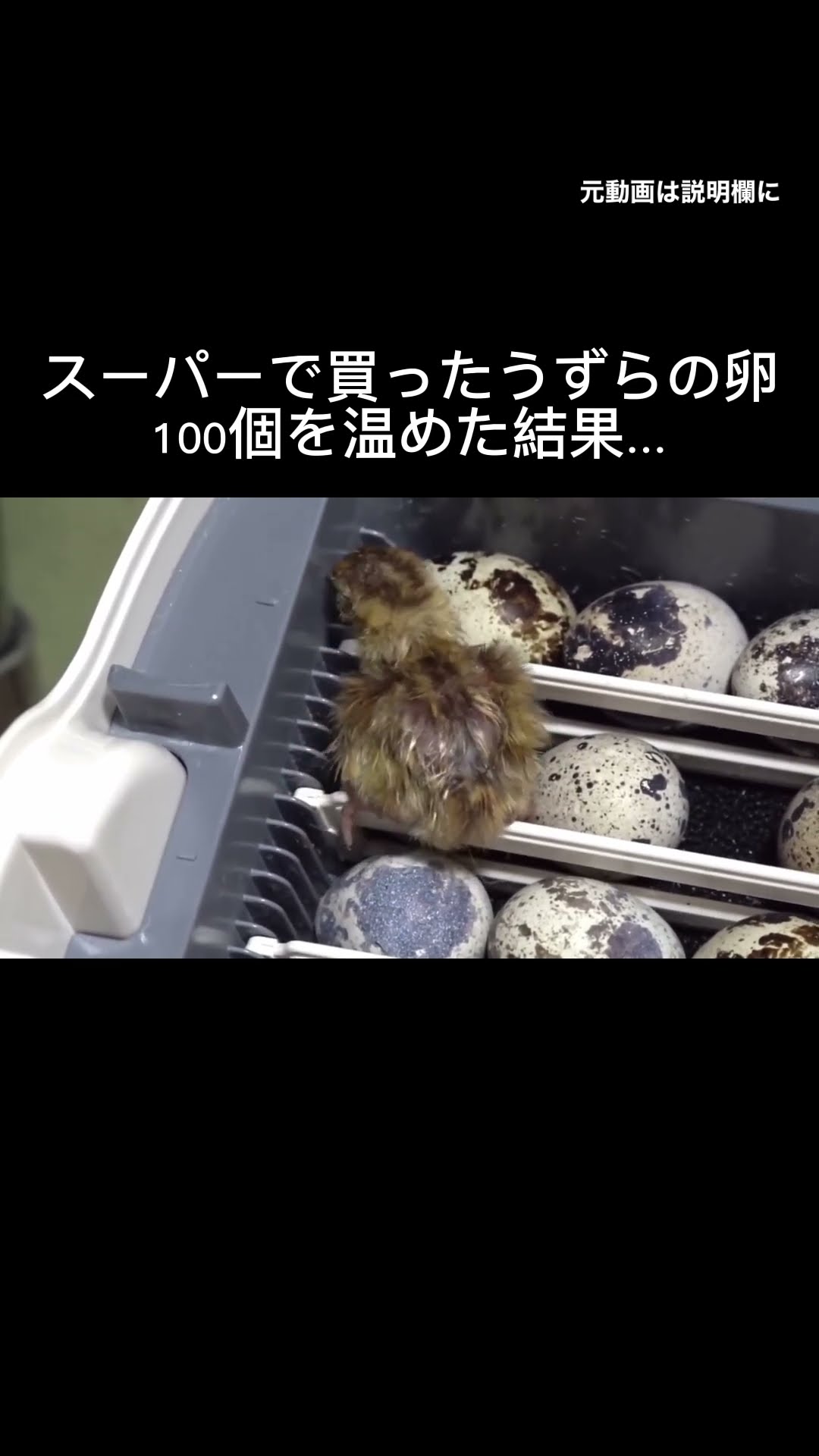 After warming up 100 quail eggs bought at the supermarket, finally