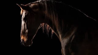 Survivor | Equestrian Music Video