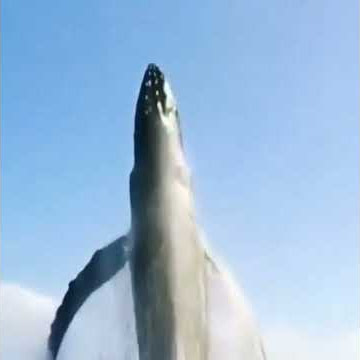 blue whale sounds #sounds#bluewhale#whales#ocean#sea#bluewhalesounds