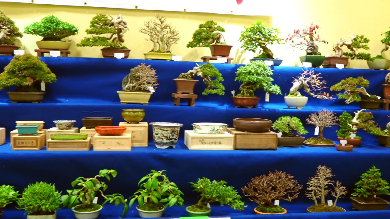 Bonsai shop in Gafuten