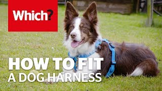 igloo dog harness