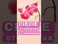 Praktyczne Roślinne Porady | Cięcie Przekwitniętego Storczyka