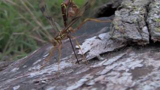 Ichneumons