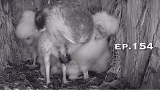 Barn Owl Nest ❸ ep.154／Lechuzas en el nido DIRECTO (Cámara 38 | Ávila)