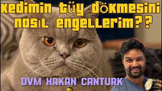 Kedim çok tüy döküyor. Kedimin tüy dökmesini nasıl engellerim?