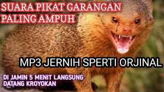 SUARA PIKAT GARANGAN TERUJI AMPUH‼️ MP3 JERNIH 5 MENIT LANGSUNG BERDATANGAN