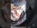 the process of turning fish over and over in a frying pan so that it cooks evenly#food