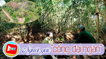 Cánh tay màu xanh |BPTV