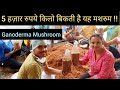 5 हज़ार रुपये किलो बिकती है यह मशरुम || Ganoderma Mushroom || Hello Kisaan