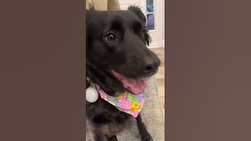 Cool dog tricks!!!