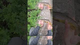 Fast Action on WILD TROUT  #fishing #trout #shorts
