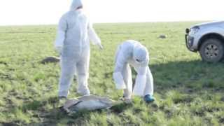 It's stand Biggest Mystery behind 140,000 Saiga Antelopes drop Dead…September 2015