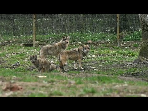 Video: Vilku medības: kāpēc vilki baidās no sarkanajiem karogiem