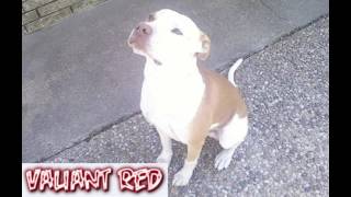 Valiant Red