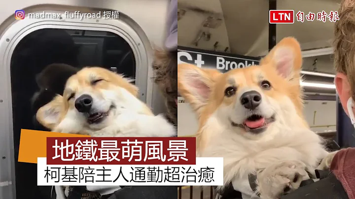 紐約地鐵上最萌的風景！柯基甜笑陪主人通勤融化旅客 - 天天要聞