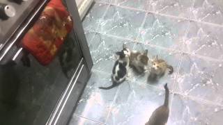 hungry kittens go crazy