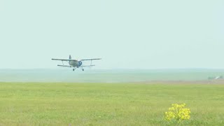 В Туркестанской области уничтожают очаги распространения саранчи