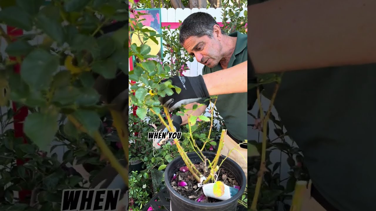 Master Rose Pruning With These 3 Easy Tips From A Expert